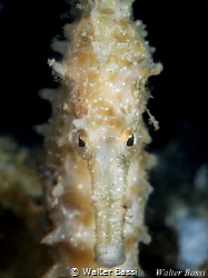 Mediterranean Sea Horse portrait by Walter Bassi 